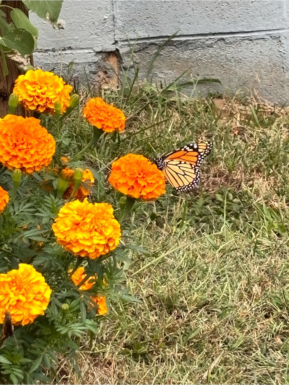 Marigold seeds